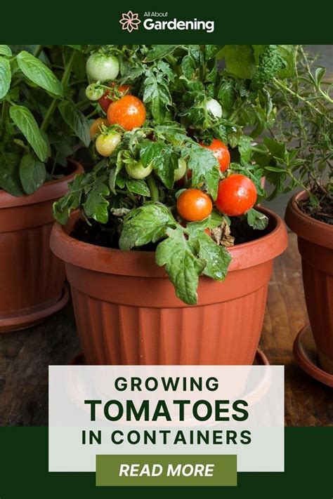 staking tomatoes in pots|13 Tips For Growing Tomatoes in Pots or Containers .
